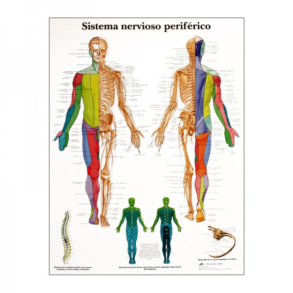 Anatomy Chart: Peripheral Nervous System Anatomy Chart: Peripheral Nervous System
